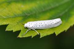 Yponomeuta evonymella